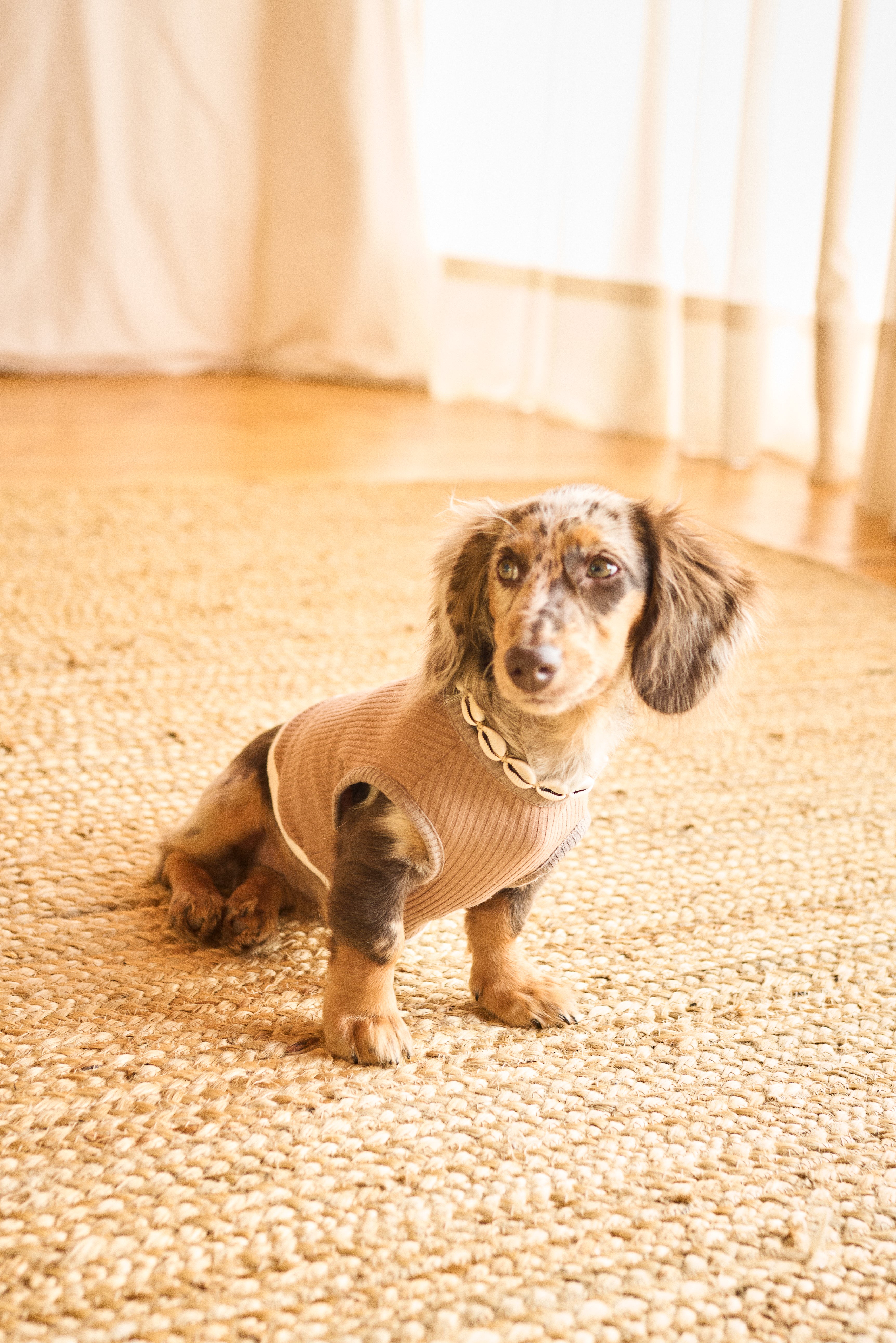 Fur- Ever Tabacco Doggy Sweater