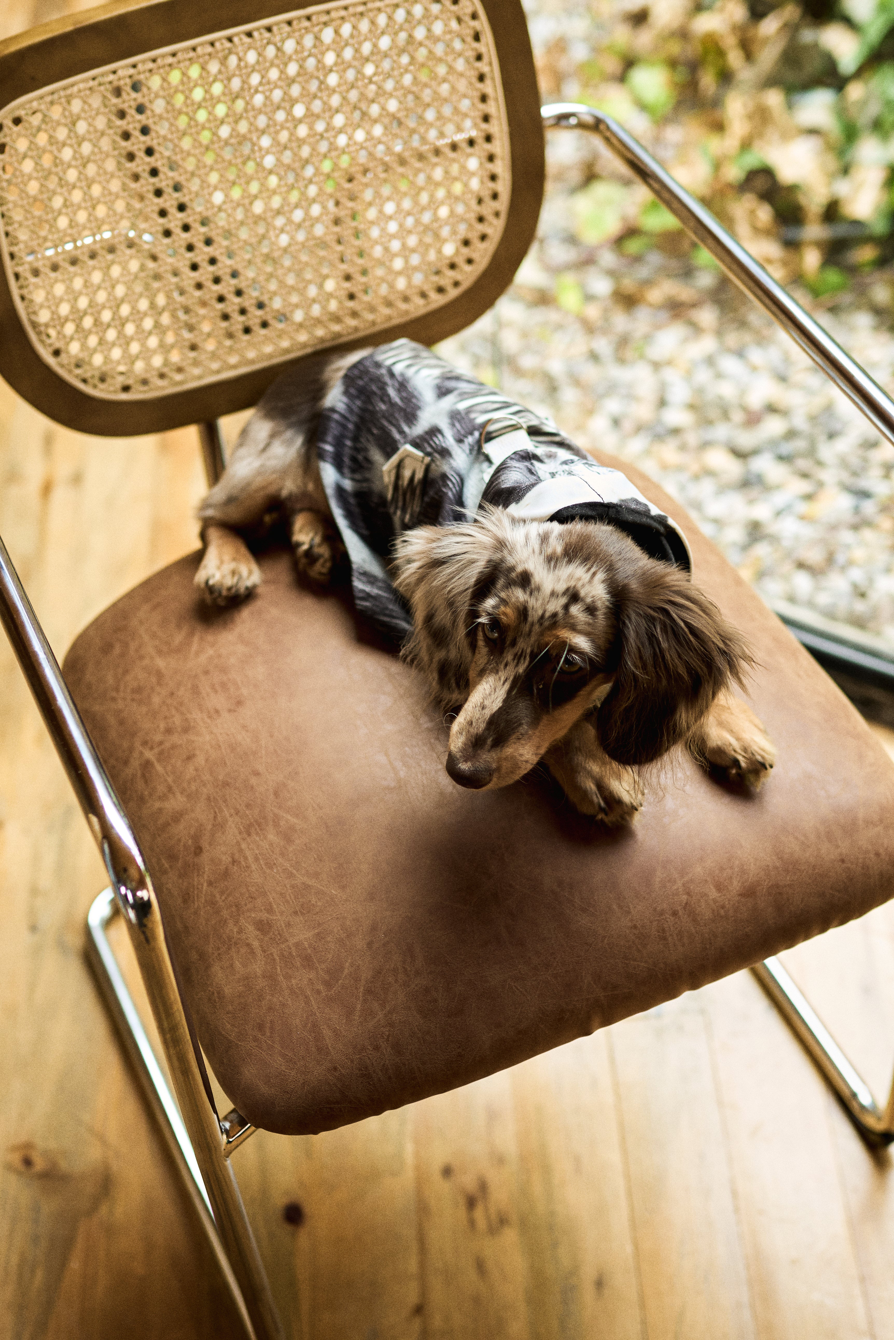Tutti Brownish Doggy Jacket