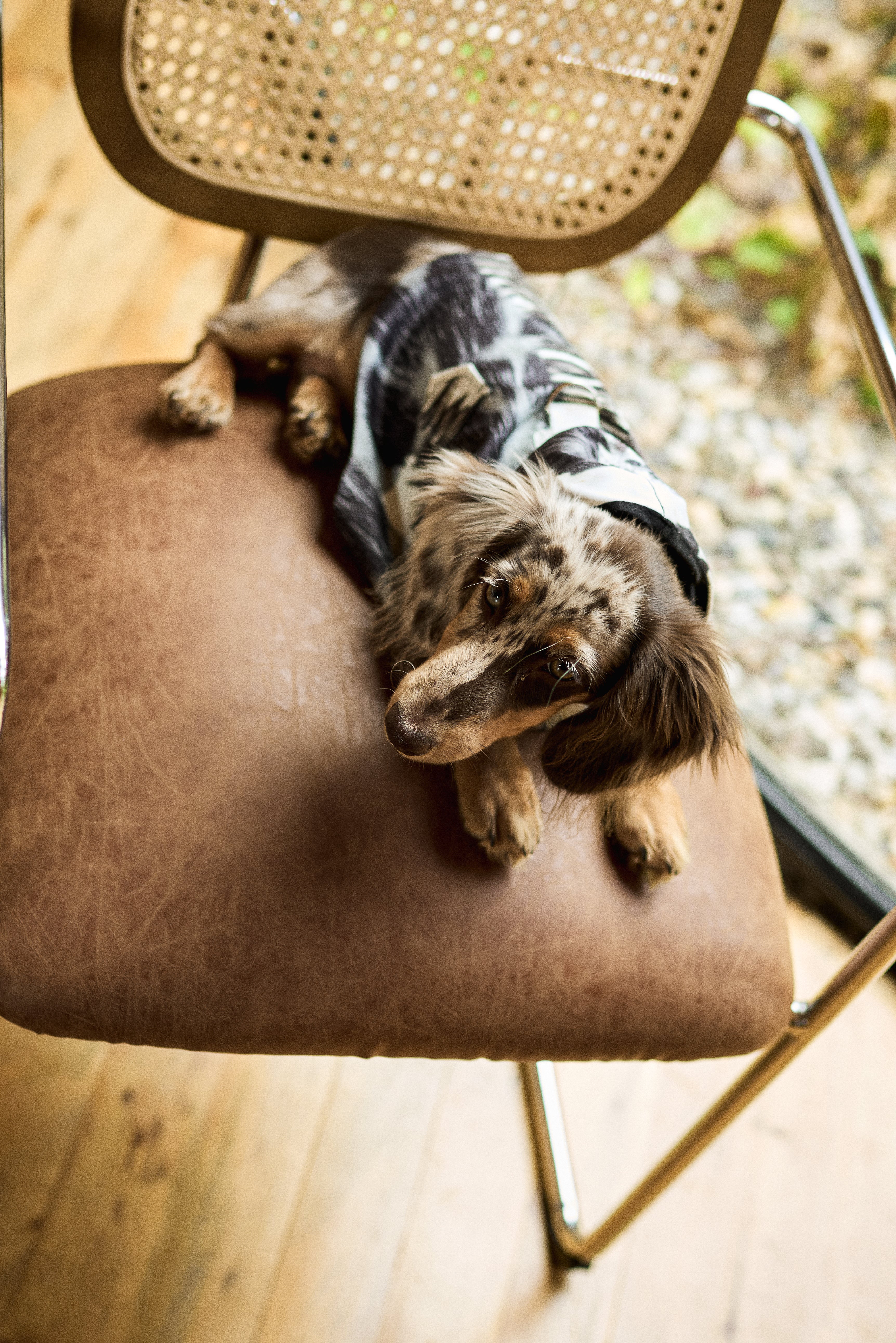 Tutti Brownish Doggy Jacket